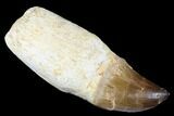 Fossil Rooted Mosasaur (Prognathodon) Tooth - Morocco #174348-1